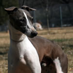 Marchwind's Blue DOg Democrat - Blue Irish Italian Greyhound